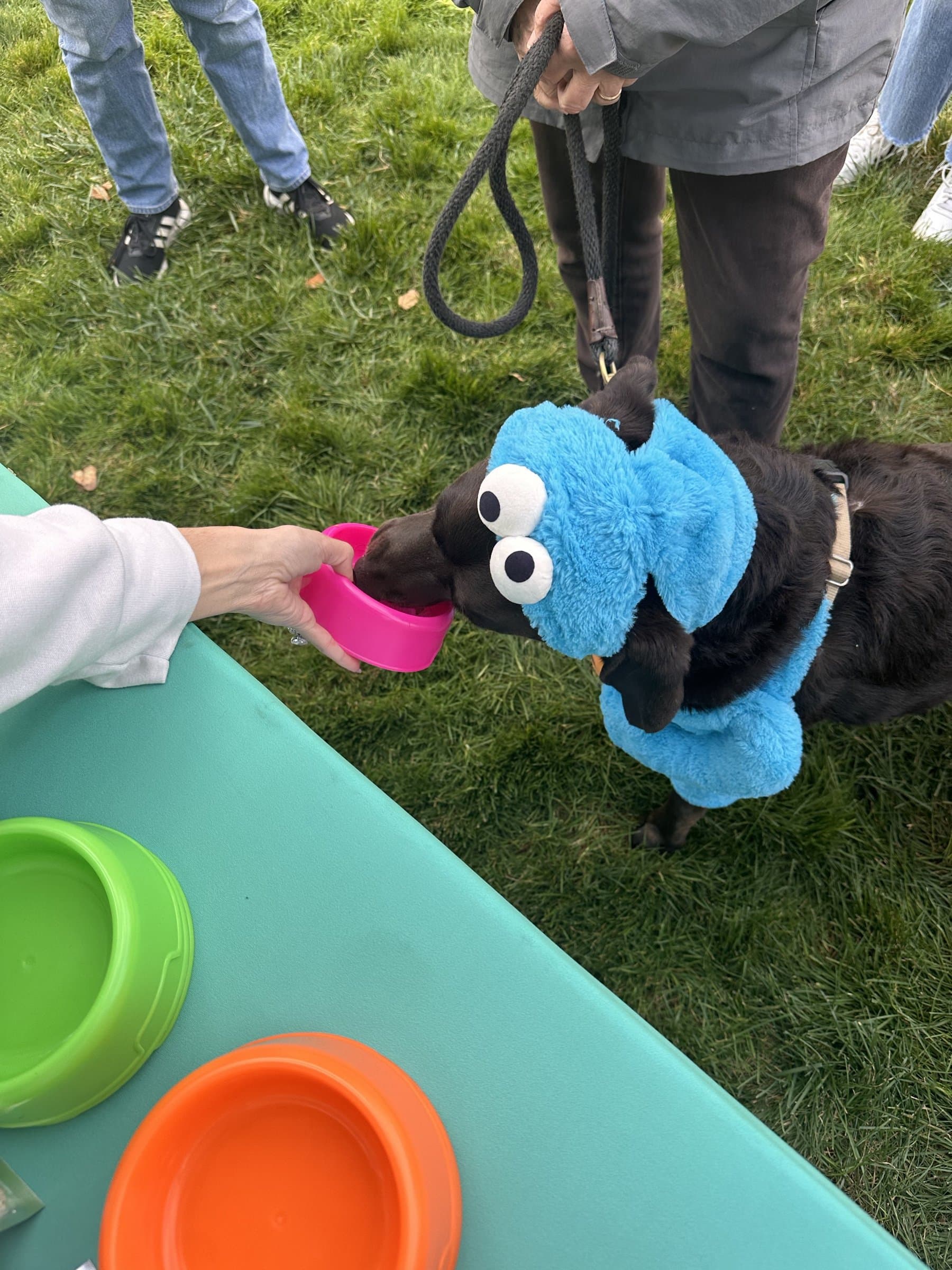 A dog in a Cookie Monster costume tasting NouriPet